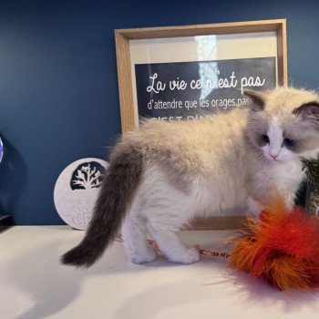 chaton Ragdoll seal point bicolor A Little Pickels L'Arbre aux Chats