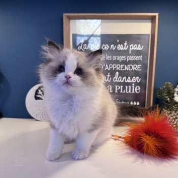 chaton Ragdoll seal point bicolor A Little Pickels L'Arbre aux Chats