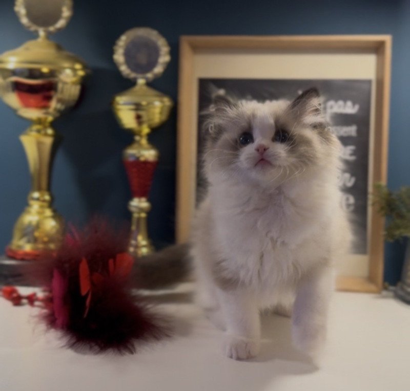 A Little Pickels de l'Arbre aux Chats Femelle Ragdoll