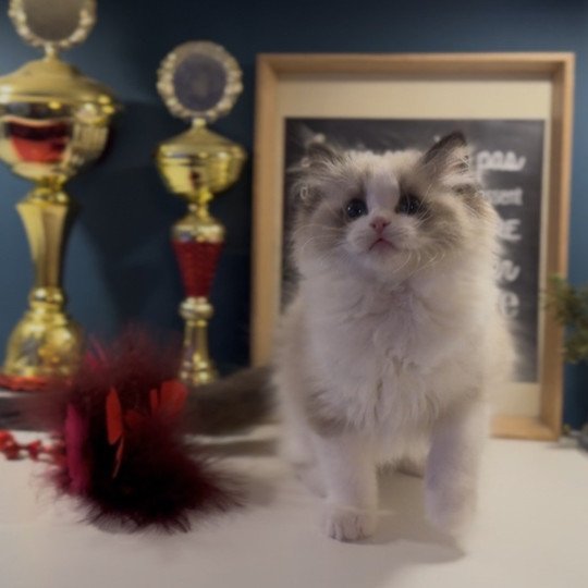 A Little Pickels de l'Arbre aux Chats Femelle Ragdoll