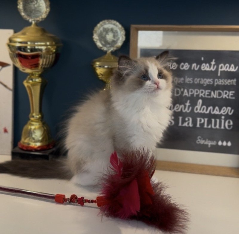 A Little Pickels de l'Arbre aux Chats Femelle Ragdoll