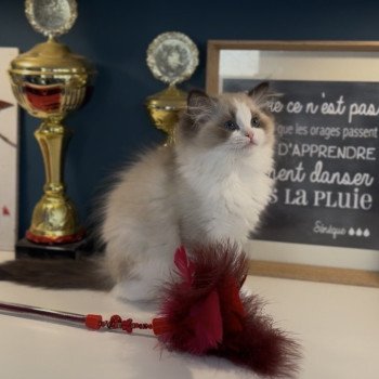 chaton Ragdoll seal point bicolor A Little Pickels L'Arbre aux Chats
