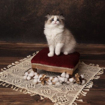 chaton Ragdoll seal point bicolor A Little Pickels L'Arbre aux Chats