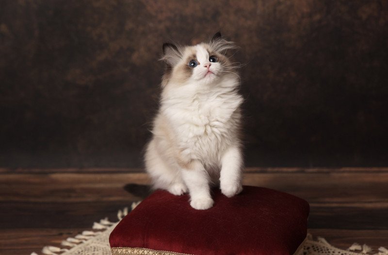 A Little Pickels de l'Arbre aux Chats Femelle Ragdoll