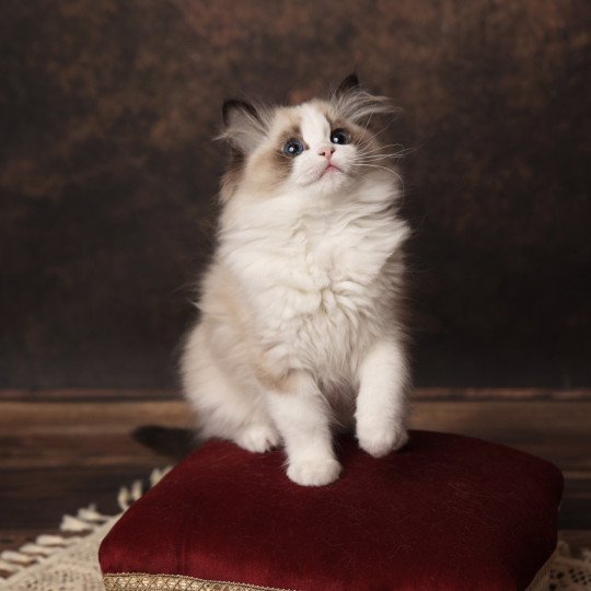 A Little Pickels de l'Arbre aux Chats Femelle Ragdoll