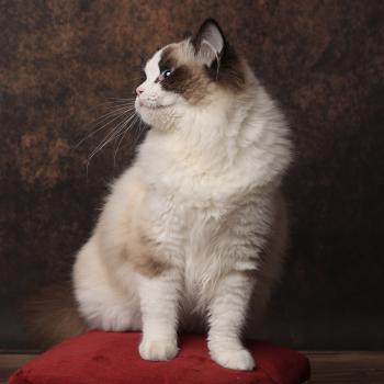 chat Ragdoll seal point bicolor A Little Pickels L'Arbre aux Chats