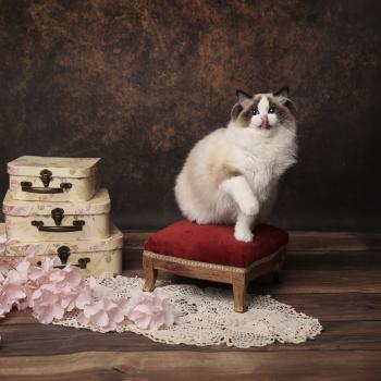 chat Ragdoll seal point bicolor A Little Pickels L'Arbre aux Chats