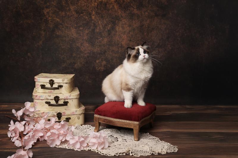 A Little Pickels de l'Arbre aux Chats Femelle Ragdoll