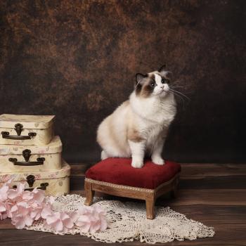 chat Ragdoll seal point bicolor A Little Pickels L'Arbre aux Chats