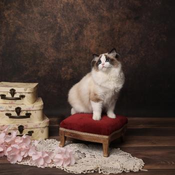 chat Ragdoll seal point bicolor A Little Pickels L'Arbre aux Chats