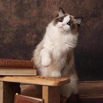 chat Ragdoll seal point bicolor A Little Pickles L'Arbre aux Chats