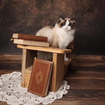 chat Ragdoll seal point bicolor A Little Pickles L'Arbre aux Chats