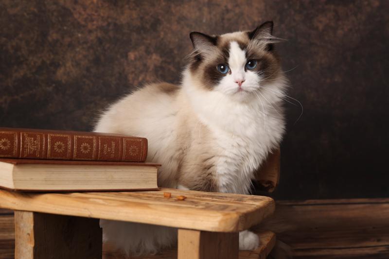 A Little Pickles de l'Arbre aux Chats Femelle Ragdoll