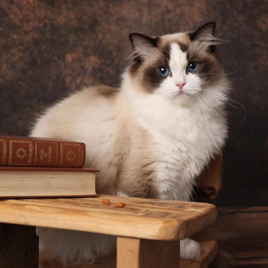 A Little Pickles de l'Arbre aux Chats Femelle Ragdoll