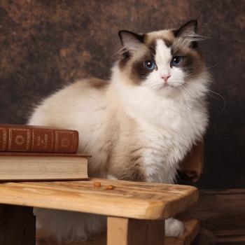 chat Ragdoll seal point bicolor A Little Pickles L'Arbre aux Chats
