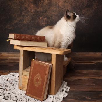 chat Ragdoll seal point bicolor A Little Pickles L'Arbre aux Chats