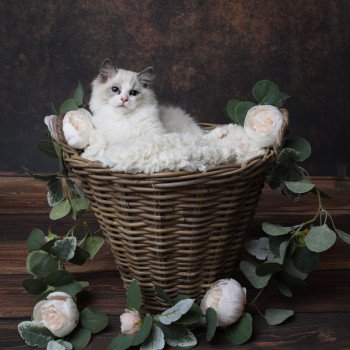 chaton Ragdoll blue point bicolor Alone L'Arbre aux Chats chaton Ragdoll blue point bicolor Alone L'Arbre aux Chats
