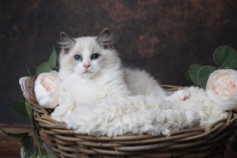 Alone de l'Arbre aux Chats Mâle Ragdoll Alone de l'Arbre aux Chats Mâle Ragdoll