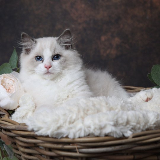 Alone de l'Arbre aux Chats Mâle Ragdoll