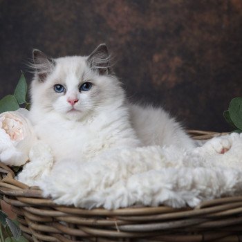 chaton Ragdoll blue point bicolor Alone L'Arbre aux Chats chaton Ragdoll blue point bicolor Alone L'Arbre aux Chats