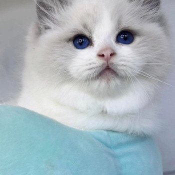 chat Ragdoll blue point bicolor Apollo L'Arbre aux Chats