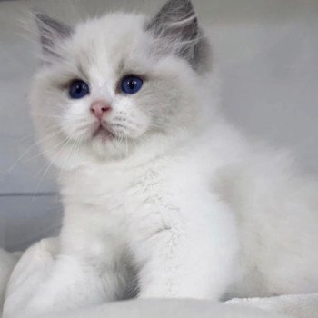 chat Ragdoll blue point bicolor Apollo L'Arbre aux Chats