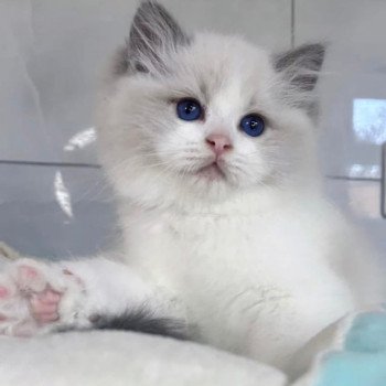 chat Ragdoll blue point bicolor Apollo L'Arbre aux Chats