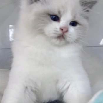 chat Ragdoll blue point bicolor Apollo L'Arbre aux Chats