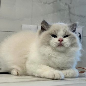 chat Ragdoll blue point bicolor Apollo L'Arbre aux Chats
