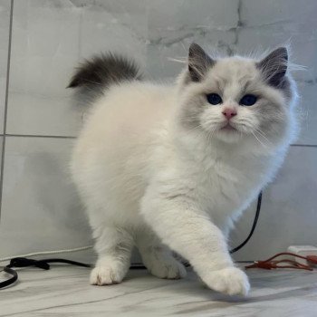 chat Ragdoll blue point bicolor Apollo L'Arbre aux Chats