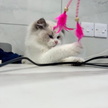 chat Ragdoll blue point bicolor Apollo L'Arbre aux Chats