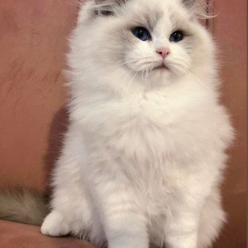 chat Ragdoll blue point bicolor Apollo L'Arbre aux Chats