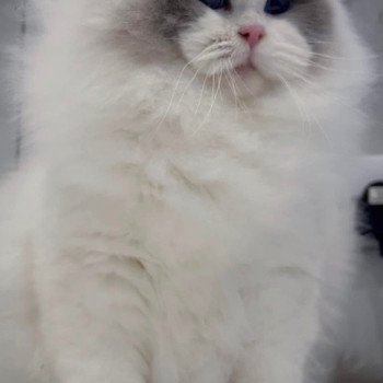 chat Ragdoll blue point bicolor Apollo L'Arbre aux Chats