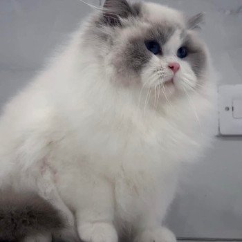 chat Ragdoll blue point bicolor Apollo L'Arbre aux Chats