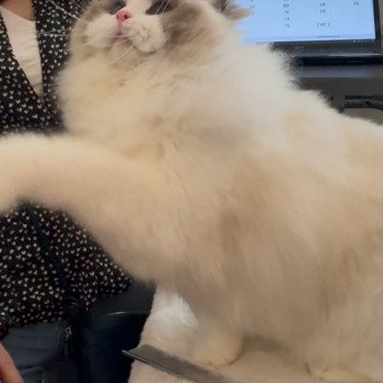 chat Ragdoll blue point bicolor Apollo L'Arbre aux Chats
