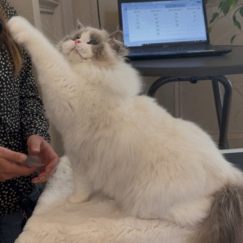 chat Ragdoll blue point bicolor Apollo L'Arbre aux Chats