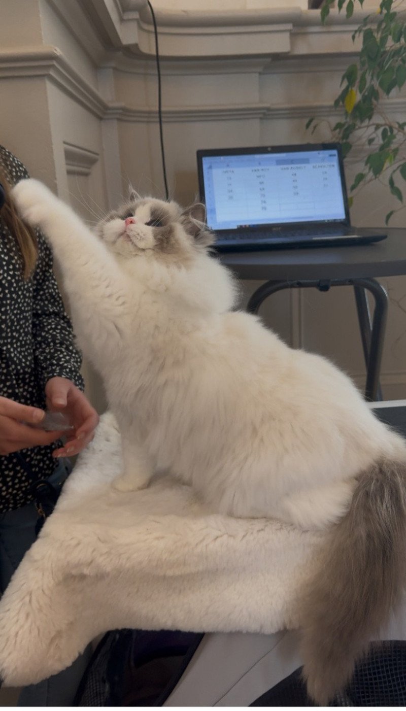 Apollo Mâle Ragdoll