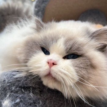 chat Ragdoll blue point bicolor Apollo L'Arbre aux Chats