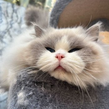 chat Ragdoll blue point bicolor Apollo L'Arbre aux Chats