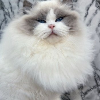 chat Ragdoll blue point bicolor Apollo L'Arbre aux Chats