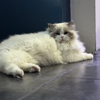 chat Ragdoll blue point bicolor Apollo L'Arbre aux Chats