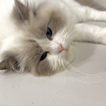 chat Ragdoll blue point bicolor Apollo L'Arbre aux Chats