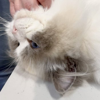 chat Ragdoll blue point bicolor Apollo L'Arbre aux Chats