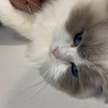 chat Ragdoll blue point bicolor Apollo L'Arbre aux Chats
