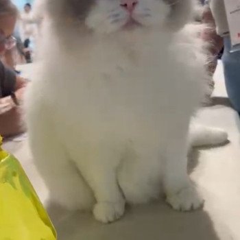 chat Ragdoll blue point bicolor Apollo L'Arbre aux Chats