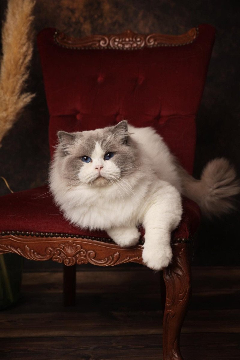 Apollo Mâle Ragdoll