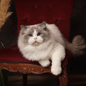 chat Ragdoll blue point bicolor Apollo L'Arbre aux Chats