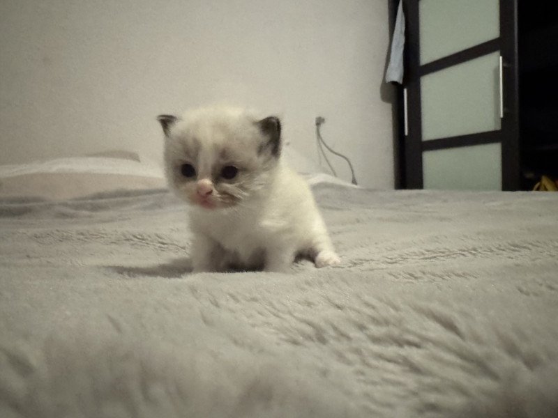 April de l'Arbre aux Chats Femelle Ragdoll