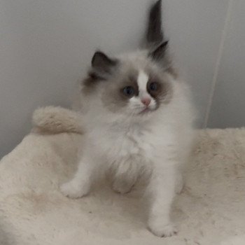 chaton Ragdoll seal point bicolor April L'Arbre aux Chats
