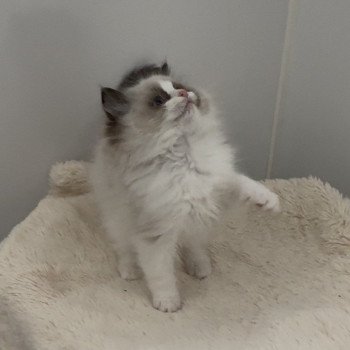 chaton Ragdoll seal point bicolor April L'Arbre aux Chats